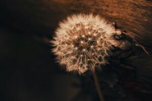 close up of a dandelion with fluffy seeds